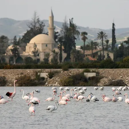 Apartmán Camilla Larnaca